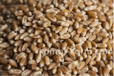 Зерно пшеница (Россия) (40 кг)