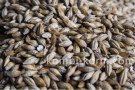 Зерно ячмень  (35 кг)