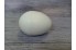 Подкладное яйцо меловое куриное