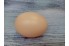 Подкладное яйцо куриное пластиковое