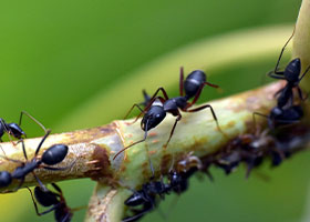 Средства от насекомых, червей и слизней